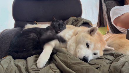 横になっている犬と猫