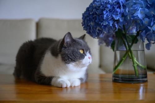 猫と紫陽花