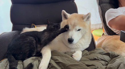 犬を止める猫