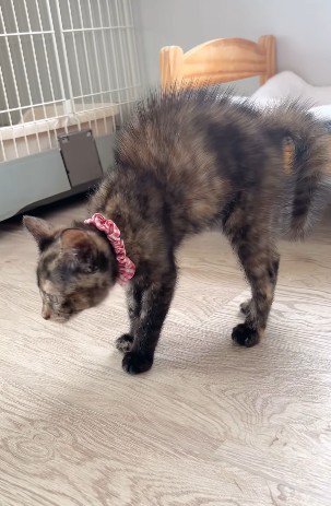 ハリネズミのように逆毛を立てる猫
