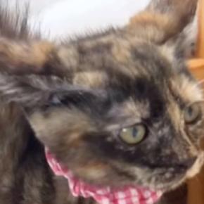 突然、全身の毛を逆立てて『やんのか』し始めた子猫…尊すぎる光景が19万再生「見えてはいけないモノが見えてる」「ないすパヤパヤ」