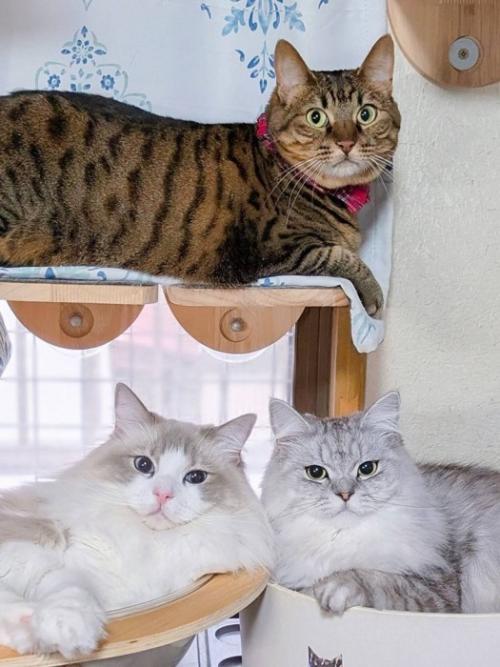 カメラ目線の3匹の猫