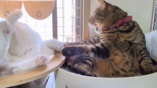 威嚇するキジトラ猫