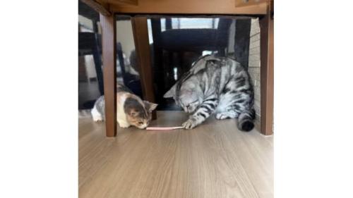 歯ブラシで遊ぶ猫