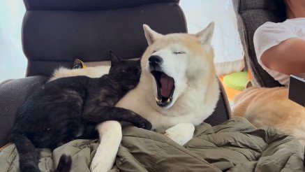 あくびをする犬
