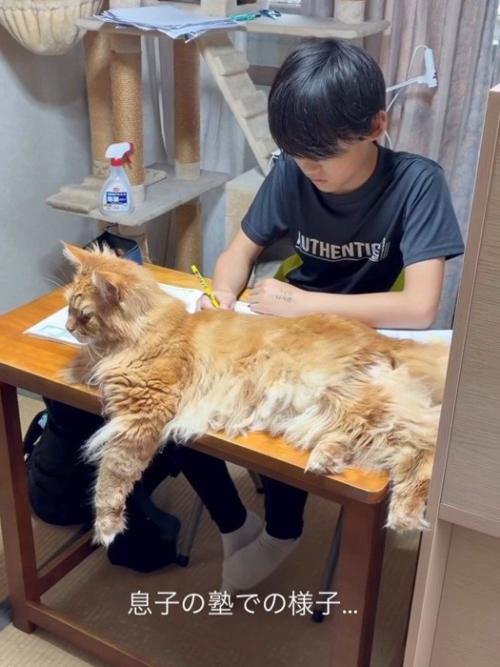 机の上にいる猫