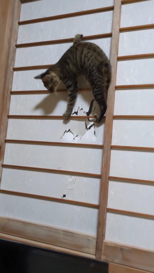 下りようとする猫
