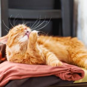 猫が『洗濯物の上』に乗ってくる理由3つ 干したばかりなのに…防ぐ方法はある?