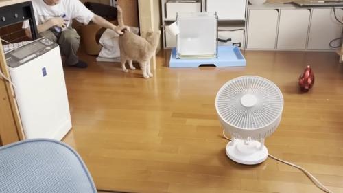 腰なでられてしっぽを立てている猫