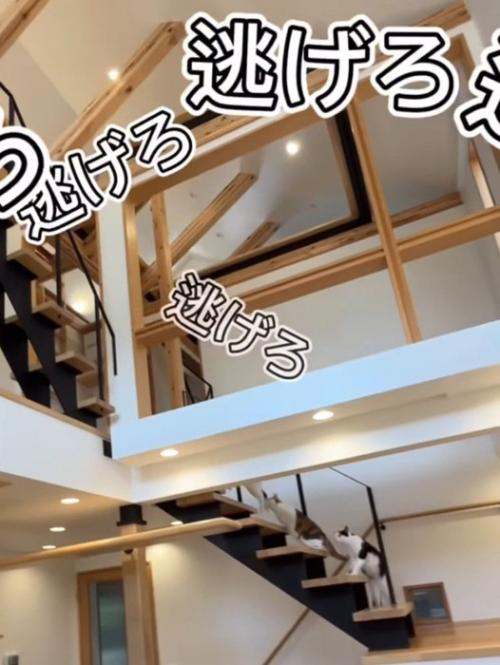 階段を上る猫たち