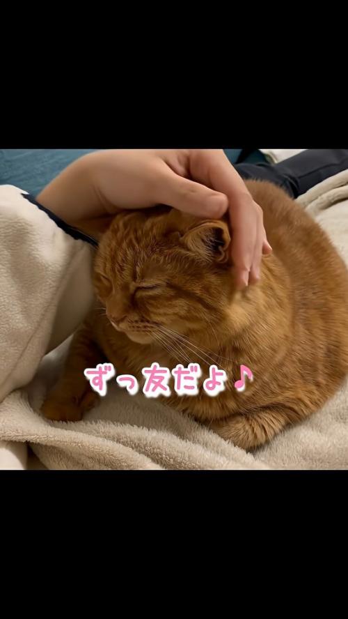 なでられる猫