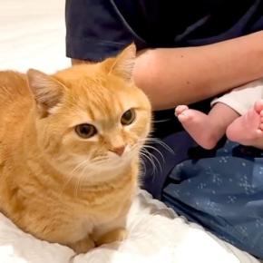 赤ちゃんにミルクをあげるパパ→猫が甘えたそうな様子で…圧倒的に尊い『順番待ちをする光景』に「一挙一動が可愛い」「愛おしいね」と反響