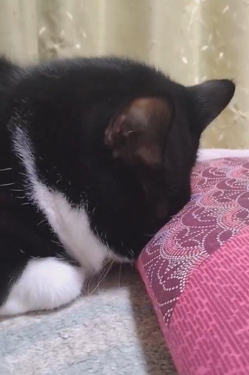 座布団に顔を埋めて動きを止める猫