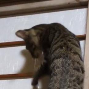 音を立てながら『障子を登っていく猫』→下りようとするも……爆笑の展開に1万7000いいね「下山のほうが危険w」「声出して笑った」