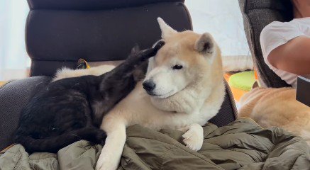 犬を止める猫