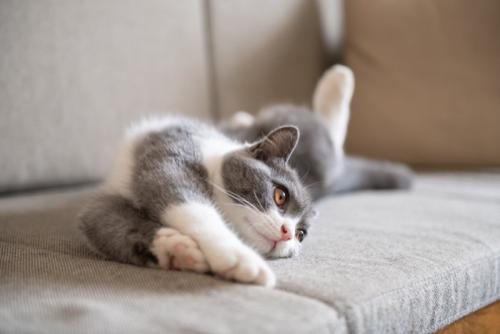 寝ながら体を伸ばす猫