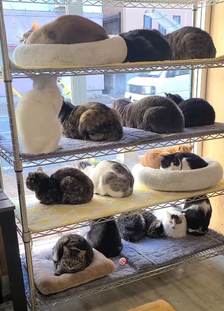 窓際のラックに整列して座るたくさんの猫