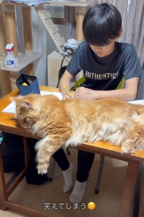 頭を机につけて横になる猫
