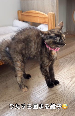威嚇したまま固まる猫