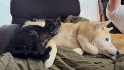 横になる犬と猫