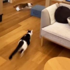 1階に集まっていた猫たち→『インターホンの音』が聞こえると…驚きの瞬間が146万再生「電車の中で吹いてしまった」「大パニックw」