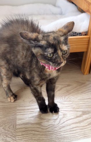 威嚇し始める子猫