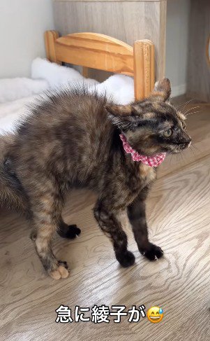 急に毛を逆立てた子猫