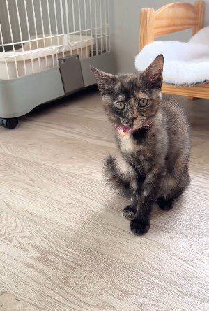 座り込む猫