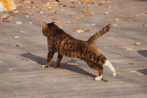 後ろ足を伸ばす猫