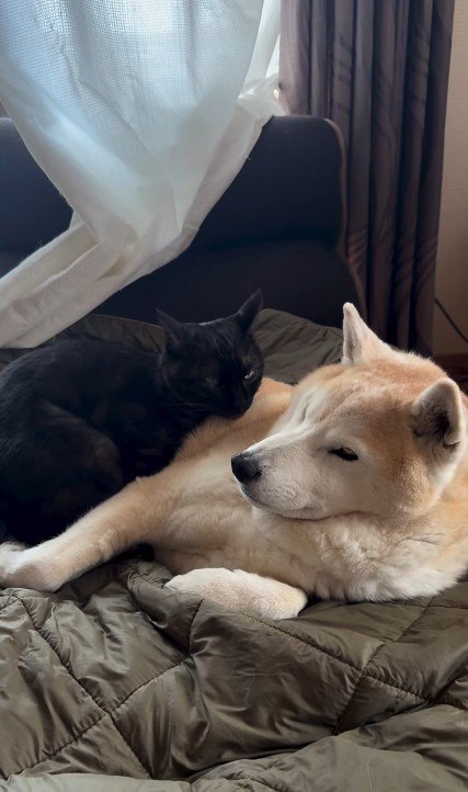横になる犬と猫