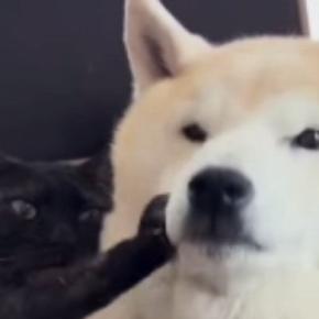 くっついて寝ていた『黒猫と柴犬』→柴犬が離れようとした結果…まさかの光景が64万再生「呆れてもうてるw」「愛が重いw」と爆笑の声