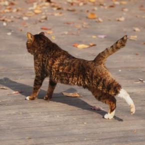 猫が『歩きながら体を伸ばす』3つの理由 体をほぐしているだけじゃない?心身に与える効果まで