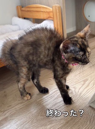 警戒を緩める猫