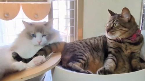 並んで過ごす2匹の猫