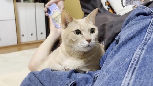 人のそばに座り目を丸くする猫
