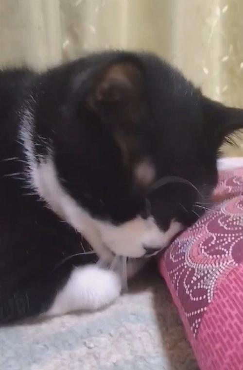座布団の前に座る猫