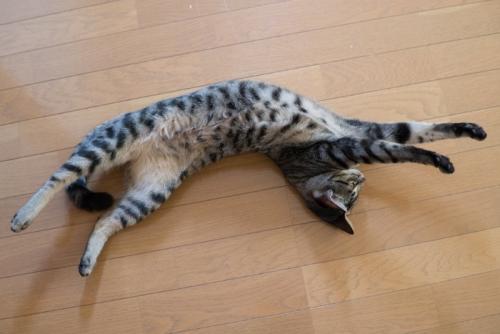 全身を伸ばす猫