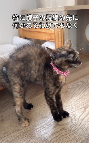 何もないのに威嚇する猫