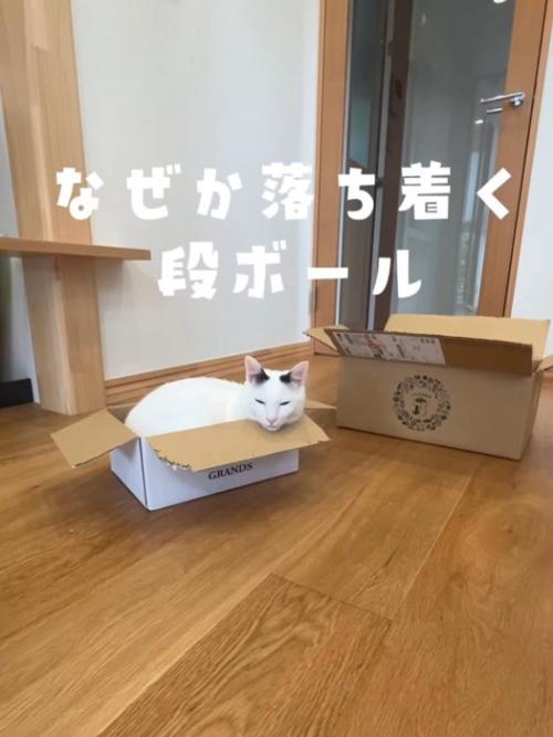 箱に入る猫