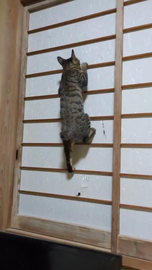 障子にしがみつく猫