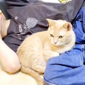 男の子にピッタリ寄り添う猫→『犬みたい』と言われると…思わずほほえんでしまう『愛おしい光景』に反響「ほっこり」「落ち着くんだろうね」