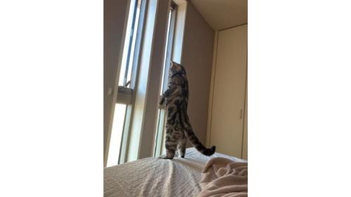 二足立ちの猫
