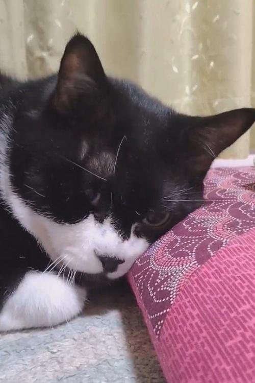 座布団に顔を乗せて、飼い主の方を見つめる猫