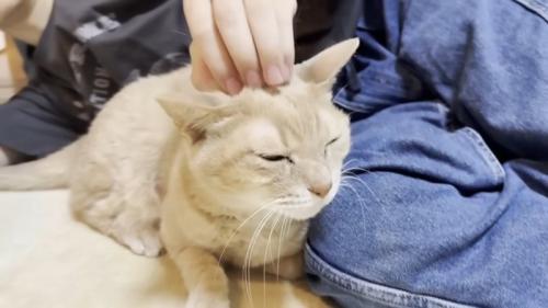 頭をなでられている猫