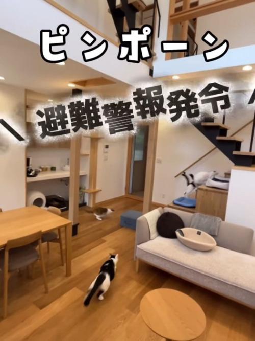 逃げる別の2匹の猫