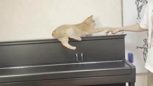 ピアノの上で人の手にタッチする猫
