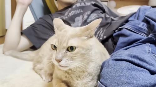耳が横に開き気味の猫