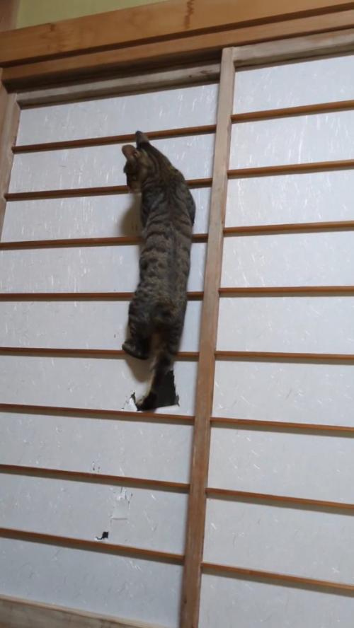 障子に大きな穴を開ける猫