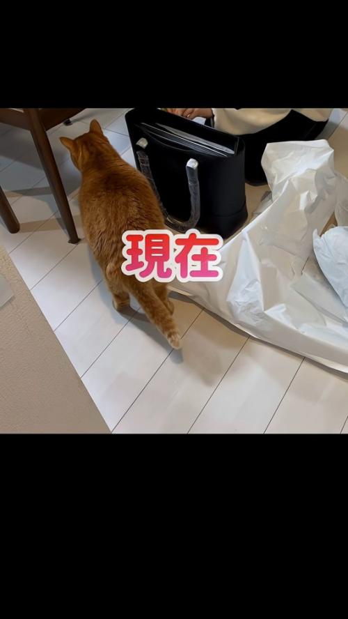 置かれたバッグと猫