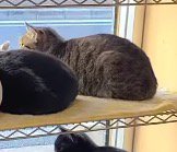 窓の外を眺めるキジトラ猫
